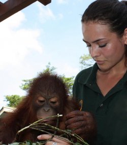 orangutans